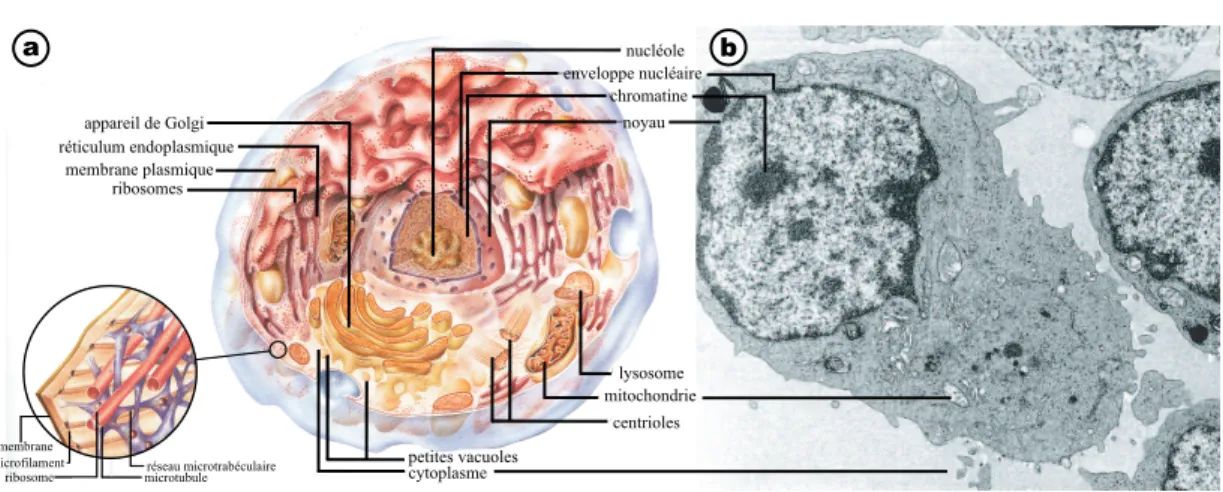 Fig. I.1 - (a) Vue sch´ematique d’une cellule eucaryote. Elle poss`ede une organisation interne tr`es complexe : le noyau, le r´eticulum endoplasmique (RE), l’appareil de Golgi, les mitochondries constituent les principales sous-unit´es de la cellule