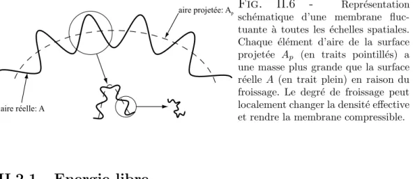 Fig. II.6 - Repr´esentation sch´ematique d’une membrane  fluc-tuante ` a toutes les ´echelles spatiales.