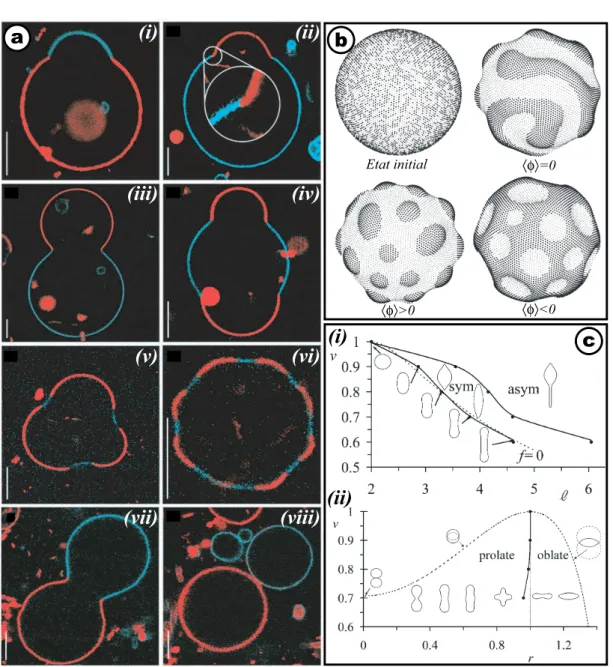 Fig. II.11 - (a) Images de microscopie ` a deux photons montrant des GUVs constitu´ees d’un m´elange ternaire de sphingomy´eline, DOPC et cholest´erol et montrant la coexistence de deux phases