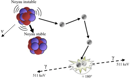 Figure I.2: Désintégration du noyau émetteur de positons, émission,  thermalisation  et annihilation  du β +  avec un électron du milieu.