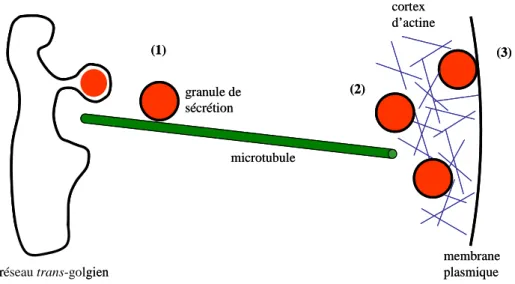 Figure 19 :  Le transport des GS jusqu'à la membrane plasmique. (1) Déplacement des GS le long des  microtubules depuis leur site de biogénèse, au niveau du réseau trans-golgien, jusqu'à la périphérie de la cellule