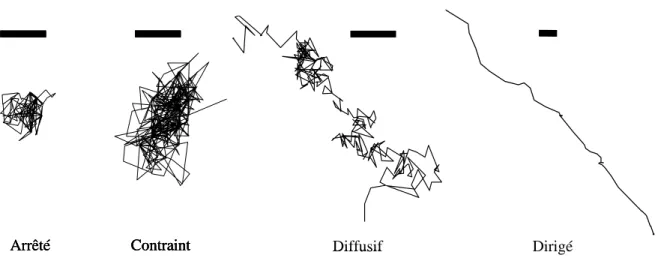Figure 16 : Les quatre catégories de mouvement utilisées pour caractériser la dynamique des vésicules