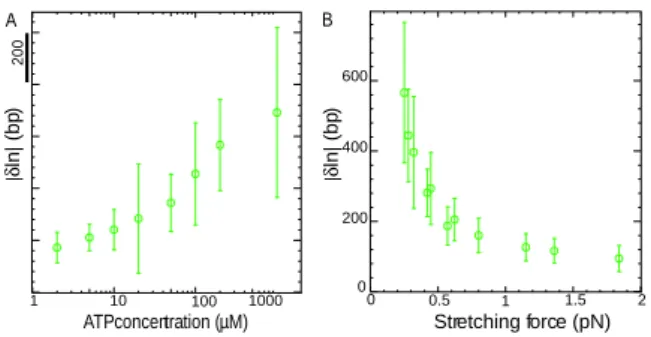 FIG. 2: Dependence of δl n A) on ATP concentration at fixed force F = 0.3 pN and B) on stretching force F at fixed [ATP]=100µM