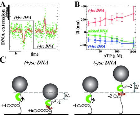 FIG. 4: Transient DNA topology changes associated with RSC translocation. A) Time traces on (+) and (-)scDNA, in presence of 100µM ATP at F = 0.3pN (raw data: (green) and averaged over 1 sec.(red))