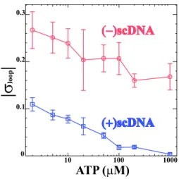 FIG. 6: Supercoiling degree inside the translocated DNA loop |σ loop | as a function of ATP, com- com-puted from the measurements of δl n , δl + and δl − , see Fig.4B, assuming l t ± = δl n , see supplementary note for details