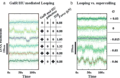 Fig. 1. Experimental set-up. (a) A single DNA molecule tethering a magnetic bead to a surface can be twisted and stretched by using small magnets placed above the sample.