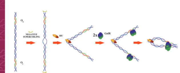 Fig. 5. In vitro transcription assay. Radiolabeled RNA products of an in vitro transcription assay were separated by gel electrophoresis (Left)