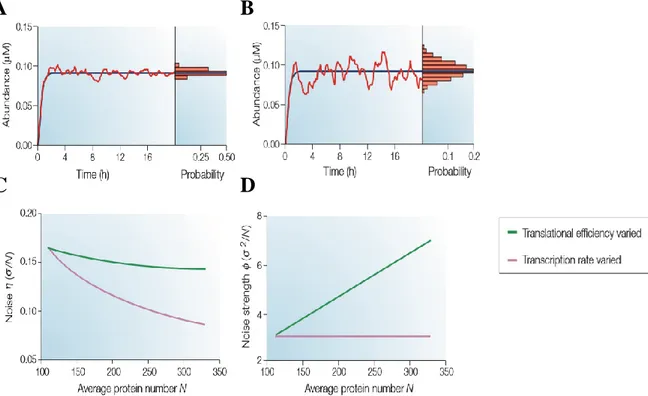 Figure 5 : Influence de la transcription et de la traduction sur le bruit d’expression génique prédit par  le modèle à deux niveaux (d’après Kaern et al, 2005)