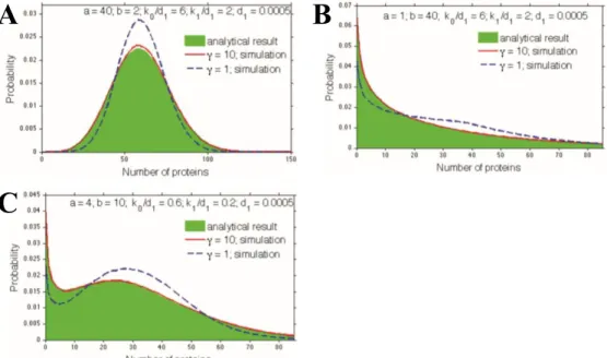 Figure  11 :  Prédictions  théoriques  et  simulations  du  modèle  à  trois  niveaux  de  l’expression  génique  (Shahrezaei  &amp;  Swain,  2008)  sur  la  distribution  du  nombre  de  protéines