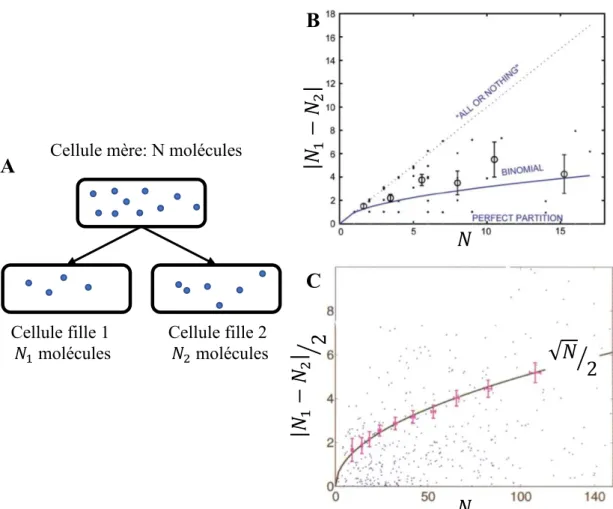 Figure 13 : Répartition binomiale des ARN messagers et des protéines durant la division  cellulaire  dans  la  bactérie  E