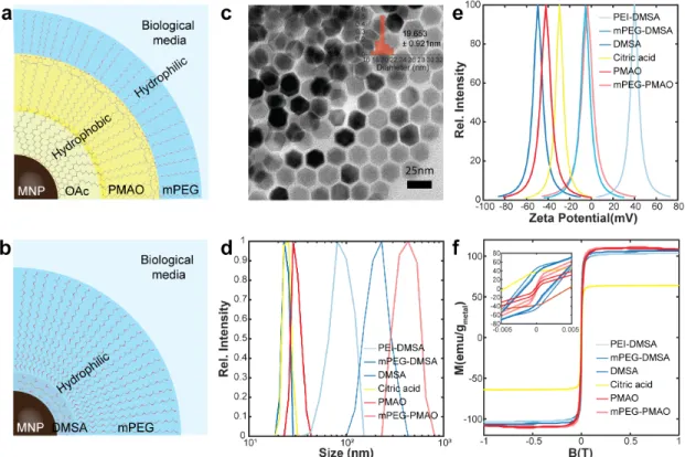 Figure 2-3: Phase transfer of synthesized magnetic nanoparticles from organic phase to aqueous phase Schematic overview of phase transfer using (a)amphiphilic polymer (PMAO-mPEG) and (b)ligands exchange and sequential polymer attachment (DMSA-mPEG)
