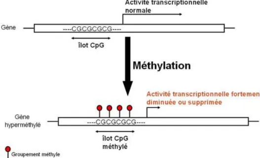 Figure 3 : conséquence de la méthylation des promoteurs sur la transcription des gènes  correspondants (“Dysfonctionnements Cellulaires À l’Origine Du Processus Tumoral et 