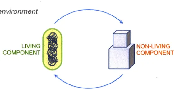 Figure 3-2:  Feedback  Loops  in Biodesign  Systems.  In  the ideal  system,  the living and  non  living  components  should  exist  in  a  dynamic  feedback  loop  that  exchanges with  the  environment.