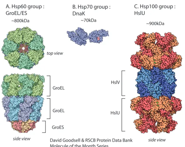 Figure 1-2: Atomic structures of members of the Hsp family of chaperones illustrated by David Goodsell
