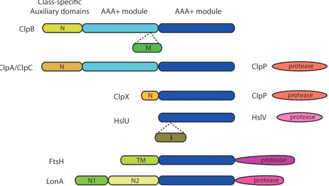 Figure 1-4: The Clp/Hsp100 family of chaperones and compartmentalized proteases con- con-tain a conserved ATPase domain, the hallmark feature of the AAA+ superfamily