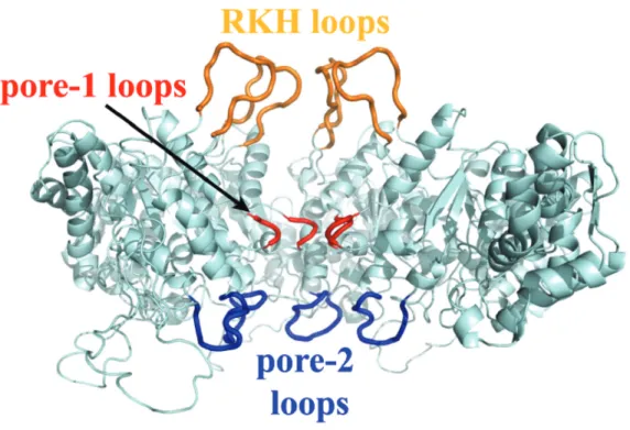 Figure 1-5: Cutaway view of ClpX with pore loops highlighted. The RKH loops are colored yellow, pore-1 loops red, and pore-2 loops blue in a model of the ClpX hexamer (based on Kim et al