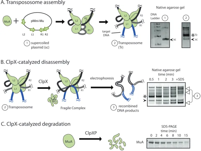 Figure 2-1: In vitro assays for Mu complex assembly and recognition by ClpX