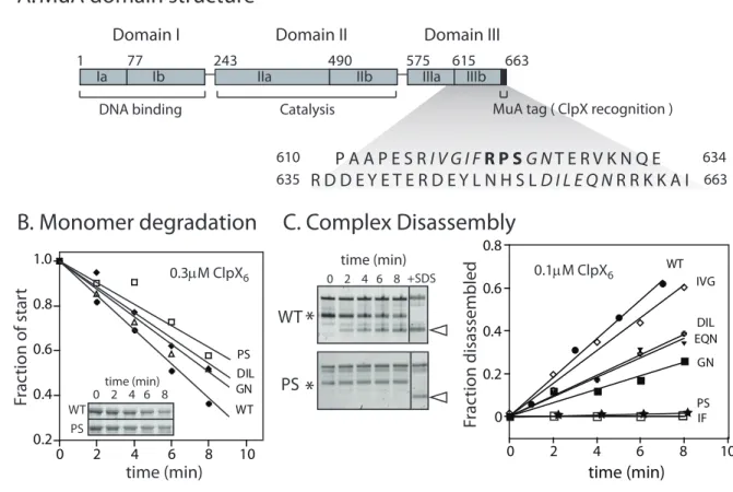 Figure 2-2: Mutation of a sequence region R622-S624 reduces disassembly and degrada- degrada-tion rates