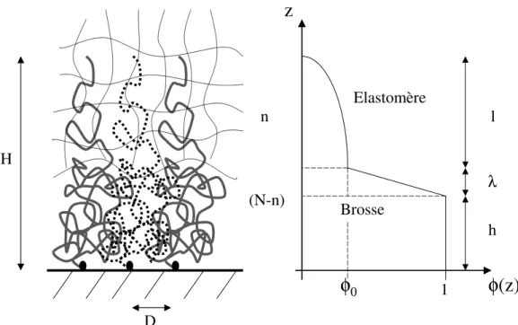 Fig. 3.5 – P´ en´ etration partielle des chaˆınes d’une brosse dans un ´ elastom` ere.
