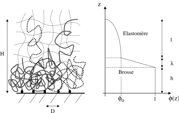 Fig. 3.6 – P´ en´ etration partielle d’une brosse dans un ´ elastom` ere.