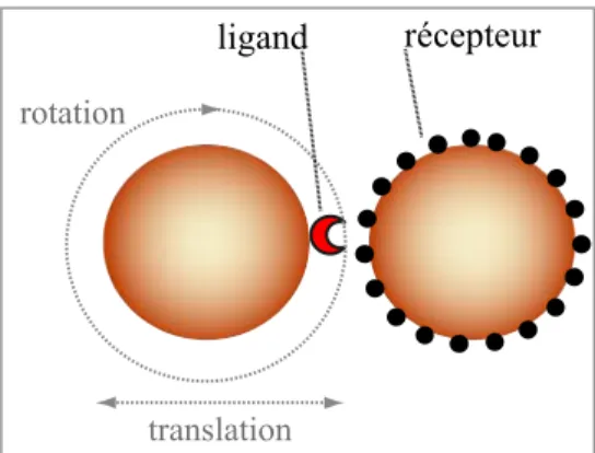 Figure 3-1 : Réaction entre un ligand et des récepteurs  situés sur des particules magnétiques voisines, en présence  d’un champ magnétique