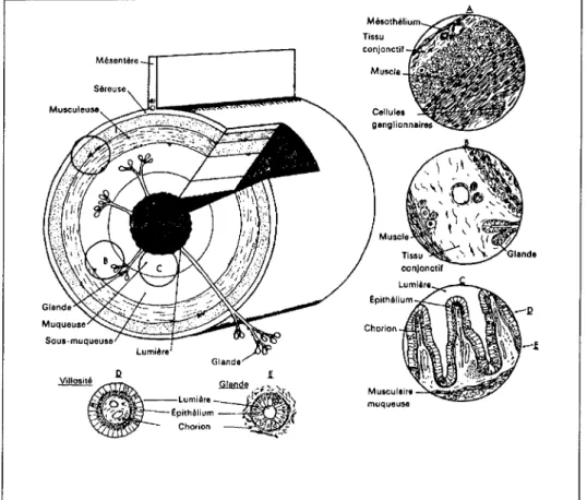 Figure 1: Schéma destiné à mettre en évidence l'organisation générale du tractus gastroduodénal vu en coupe transversale