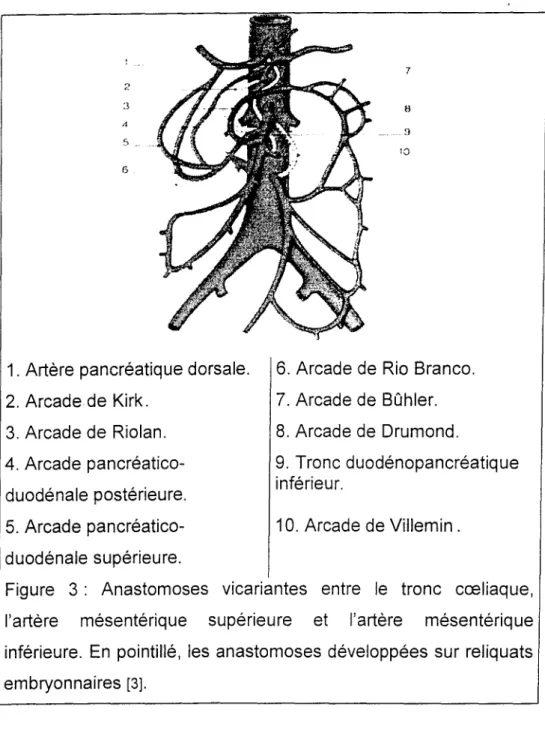 Figure 3: Anastomoses vicariantes entre le tronc cceliaque, l'artère mésentérique supérieure et l'artère mésentérique inférieure