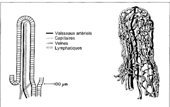 Figure 4: Schéma représentant la vascularisation d'une villosité intestinale (d'après [4]).