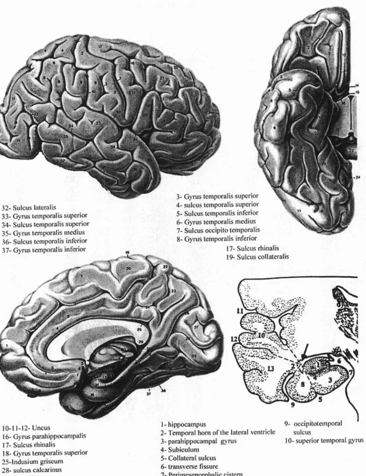 Figure 1 :Vue latérale, inférieure, médiale et coupe coronale du lobe temporal. . . ~ ~.