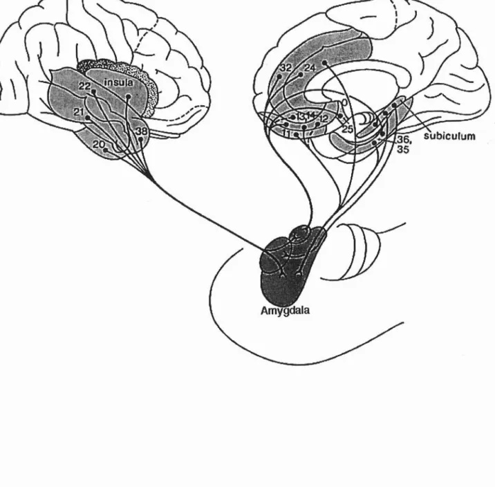 Figure 4 : Connexions corticales de l'amygdale.