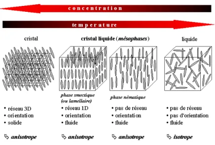 Figure 1: Evolution schématique de l’organisation des molécules anisotropes dans des cristaux liquides  thermotropes (évolution en fonction de la température) et lyotropes (évolution en fonction de la concentration)