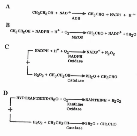 Figure 1 : Oxydation de l' éthanol par l'alcool déshydrogénase (ADH) et le NAD (A), le MEOS et le NADPH (B), une combinaison de NADPH oxydase et catalase (C) , et