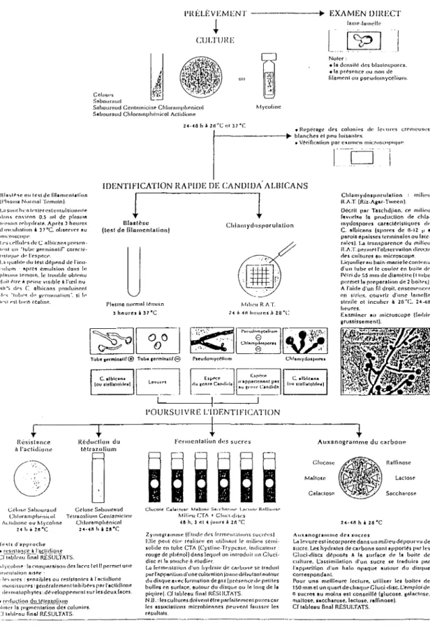 Figure 7 :Schéma d'identification des Candida (40):