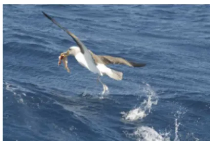 Fig. 4.3 – La chasse de l’albatros