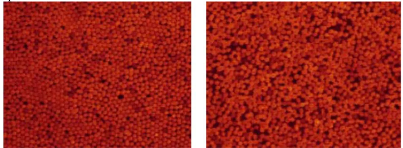 Fig. 3 : Particules de silices de 1.5 μm de diamètre. Observation confocale après : (a) un faible  cisaillement ; (b) un fort cisaillement [Lootens (2003)] 
