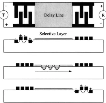 Figure  1-3:  Schematic  of  a  SAW  sensor  with  transmitter  T,  receiver  R,  and  the chemically  selective  layer  deposited  on  the  delay  line.