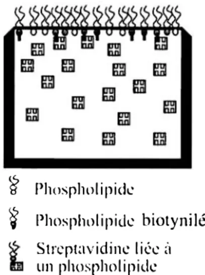 Figure  9:  Isothermes de compression réalisées  pour une monocouche de phospholipides  biotinylés  (81>PPE),  une monocouche  mixte constituée  de  ROPPE  et phospholipides  intercalants  (DOPC)  avec  deux  rapports  de dilution