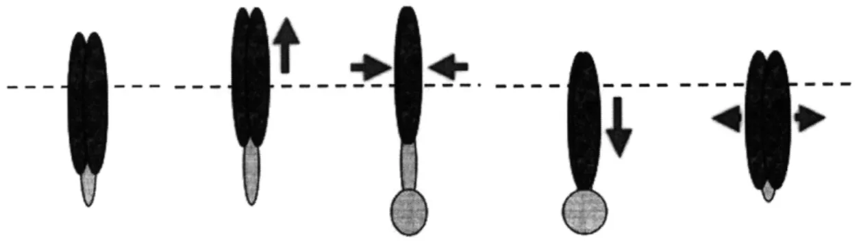 Figure 1:  Step by  step diagram of the razor clam digging motions. The  calm probes  and anchors  its foot  before pulling itself downward into the  substrate.