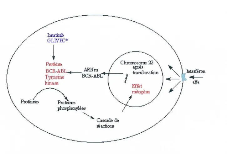 Figure 3: Représentation schématique d' un des sites d'action de l 'imatin ib.