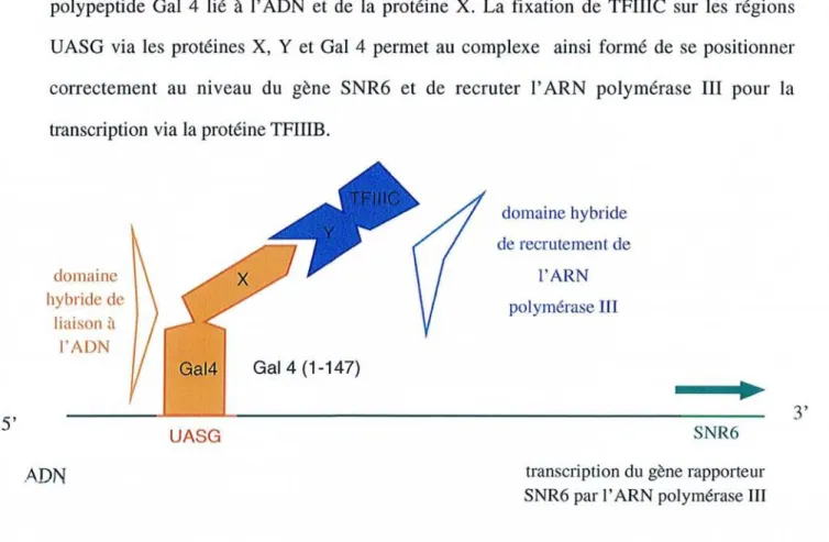 Figure 11 : Représentation schématiqu e du système du double hybride pol III par la première appro che.