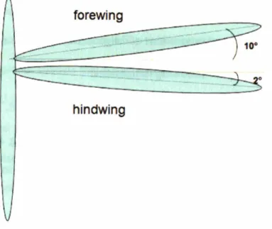Figure 7: The forewing is angled about 10 degrees forward, and the hindwing is angled about 2 degrees back