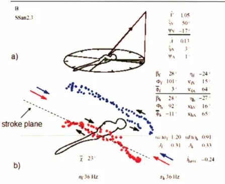 Figure 2: An example of a wingtip path for dragonfly Sympetrum sanguineum. The short arrow in (a) originating from the body is the acceleration vector, and the two long arrows indicate velocity