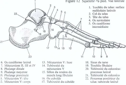 Figure 12 Squelette ,l U pied. Vue lat érale