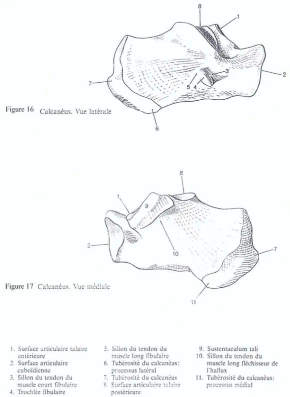 Figure 16 Calcanéus. Vue latérale