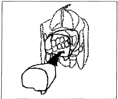 Figure 13: La boîte à langue (d'après PETIT et CHATEAU, 109).