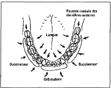 Figure 14: Le &#34;couloir dentaire&#34;(d'après CHATEAU, 23).