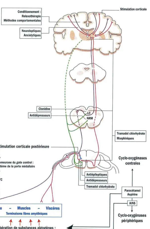 Figu re 3 : sites d'action des différents médicaments antalgiques (d'après J'allas de la douleur éd .LEN Médical)