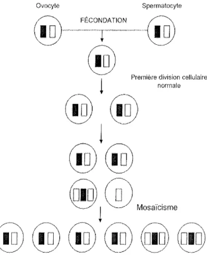 Figure 3 : Mécanisme de la trisomie en mosaïque