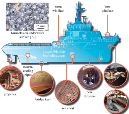 Figure 1-2: Visualization of the different areas of a ship that experience biofouling [1] 
