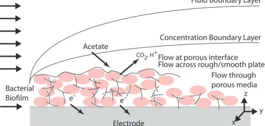 Figure 1-1: An illustration of the transport mechanisms through an electroactive biofilm
